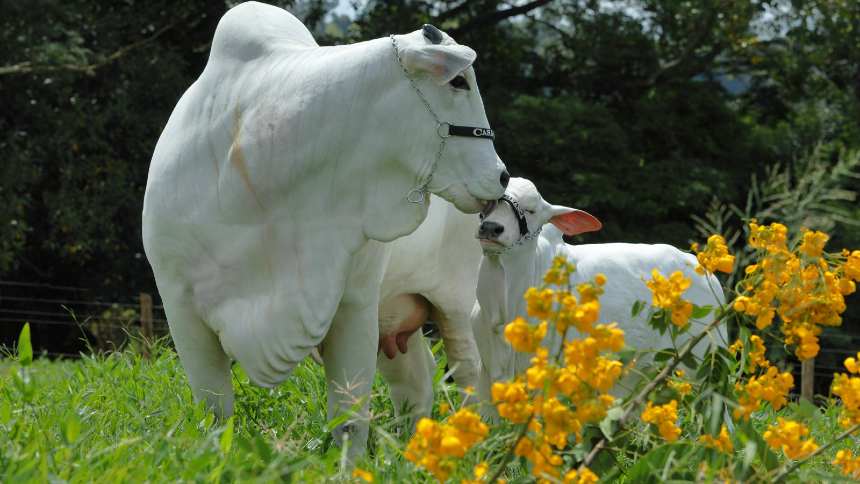 Com nomes emergentes e recordes, leilões da pecuária mantêm faturamento e glamour