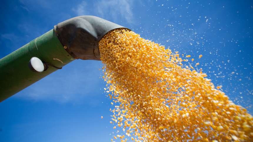 DDG, as letras que valem dólares para o milho brasileiro