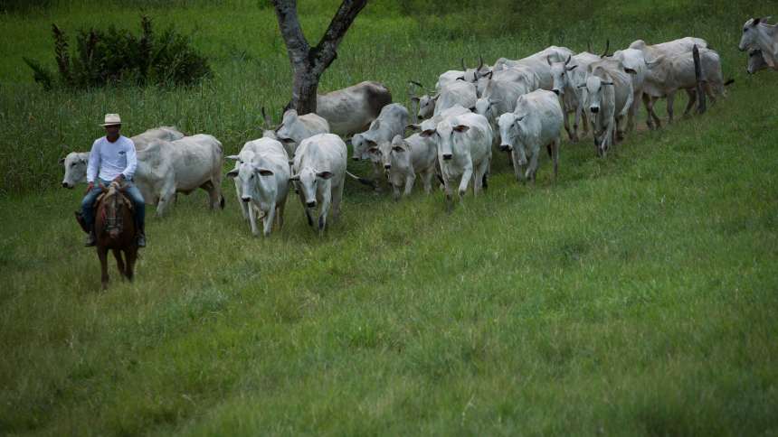 EXCLUSIVO: Japão deve ajudar Brasil na conversão de área de pastagens em grãos