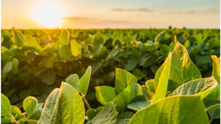 Quatro gigantes e um destino: alavancar o mercado de carbono no agronegócio