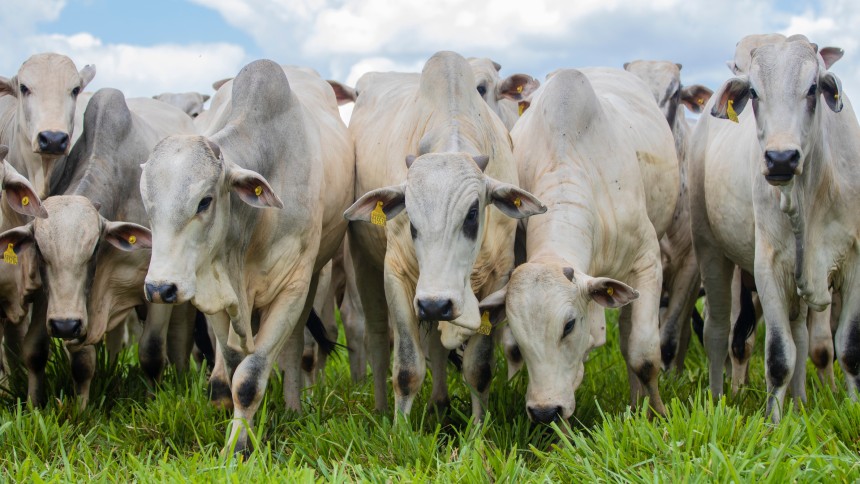 O período de vacas magras nos frigoríficos ficou para trás?
