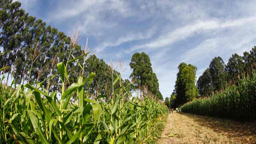 ARTIGO: A oportunidade das operações de impacto ambiental no agronegócio