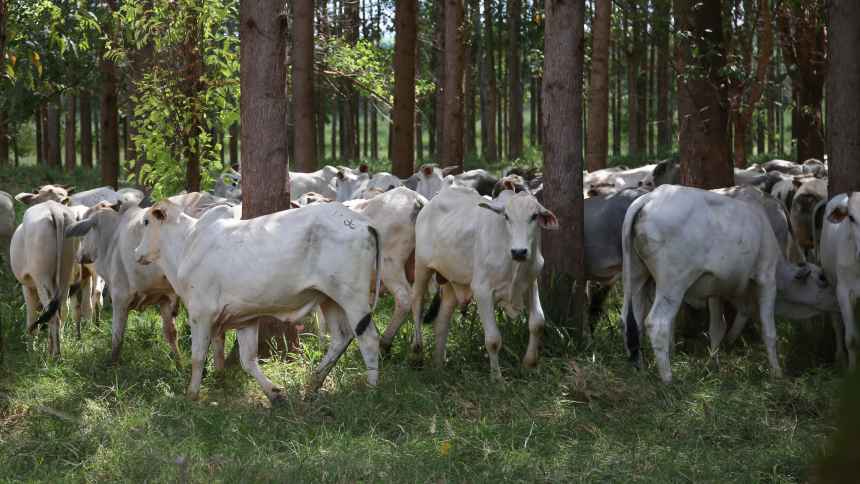 O boi entra na linha e frigoríficos aderem a protocolo socioambiental para pecuária