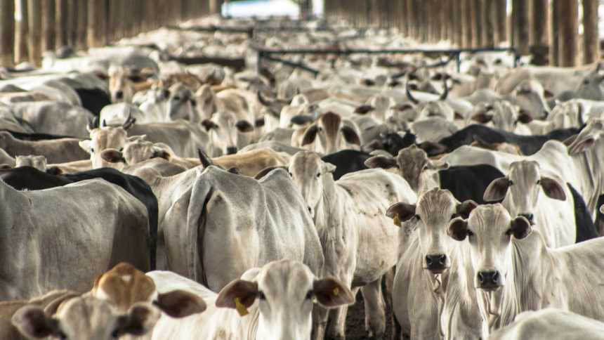 Agfintech @Bank engorda com operações de crédito a pecuaristas e já mira Fiagro