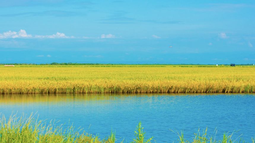 Índia assusta o mundo por esconder o arroz, mas pode “salvar” agricultor brasileiro