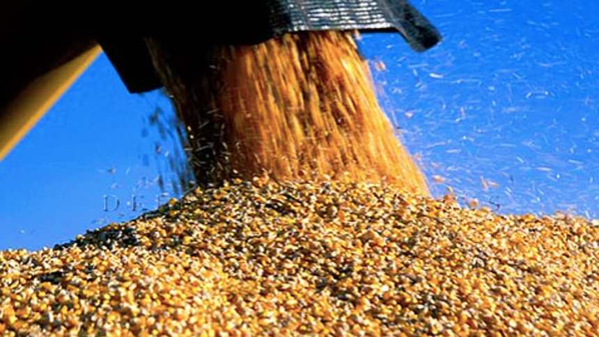 Mais milho e mesma margem ao produtor em 2024 (apesar de tudo)