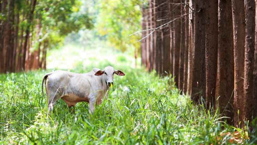 Uma Visão Amazônia para o sistema agroindustrial da carne