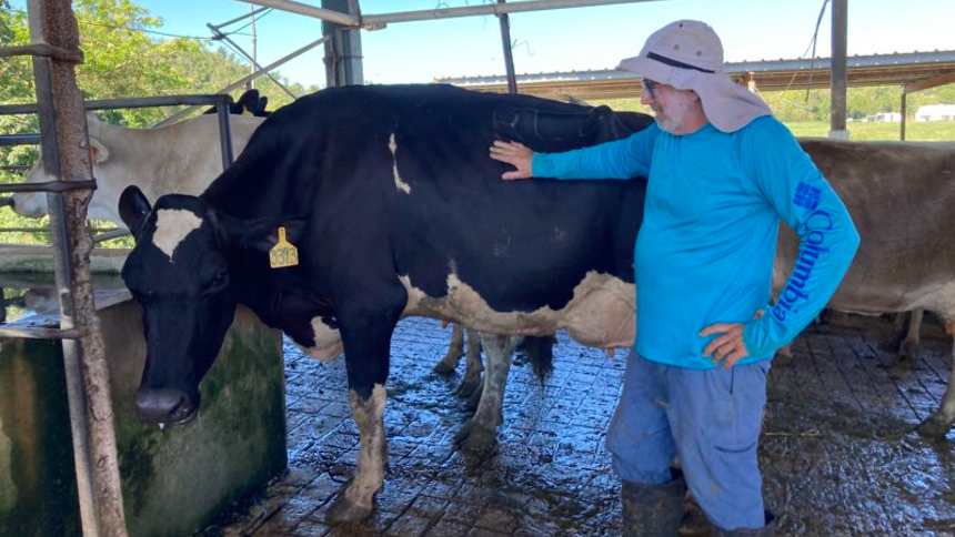 Em Porto Rico, vacas “mutantes” suam menos, dão mais leite e viram negócio