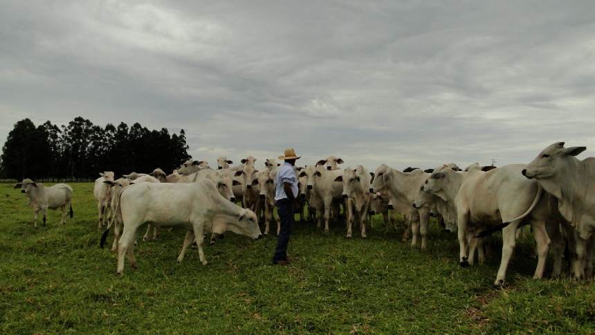 ARTIGO: ESG e bem-estar animal, uma jornada em comum