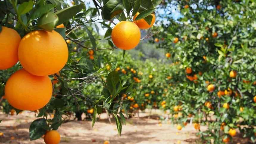 Aprovado nos EUA, novo tratamento contra o greening pode ser a salvação do pomar