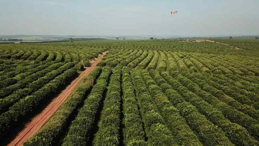 Israelense SeeTree “vê dinheiro” em árvores e já tem Brasil como mercado mais relevante