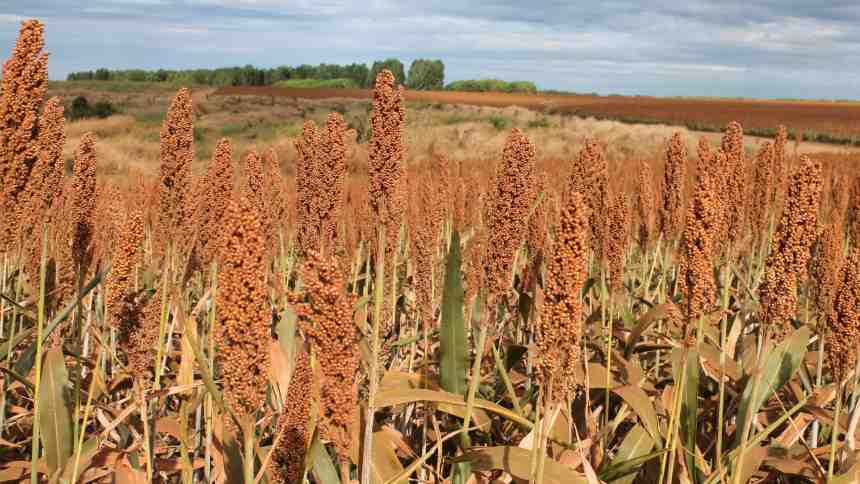 Novo cenário da agricultura, com clima mais incerto, abre espaço para o sorgo no campo