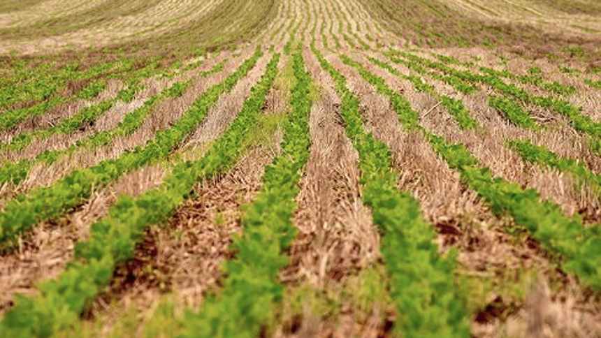 Embrapa e Bayer turbinam calculadora de carbono para medir emissões no milho