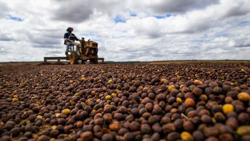 Cooxupé tenta “tirar atraso” e quer construir hub de tecnologias para o café