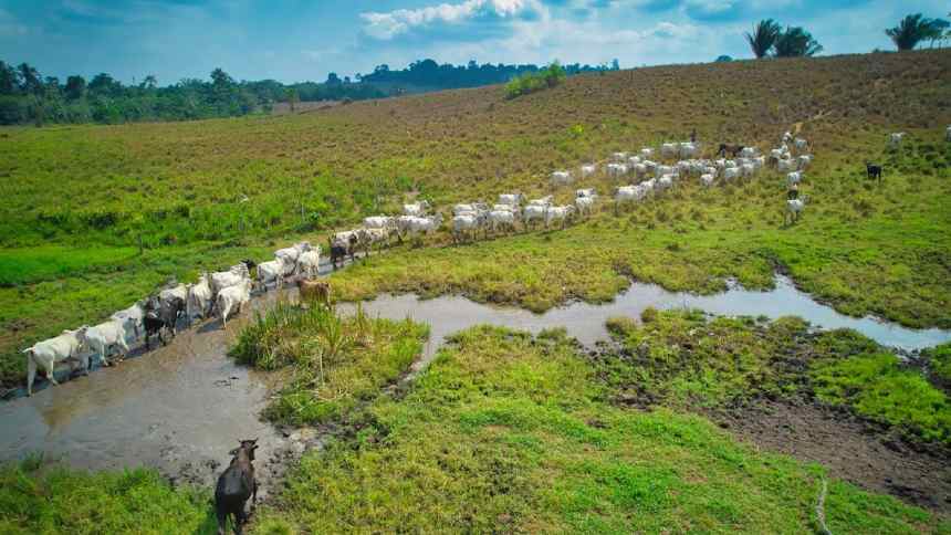 Hubs de negócios de impacto são nova aposta do Fundo JBS na Amazônia