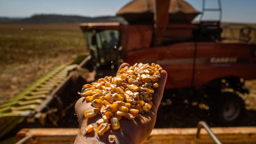 Para o Cepea, safra de milho ainda não está perdida, apesar do cenário mais sensível