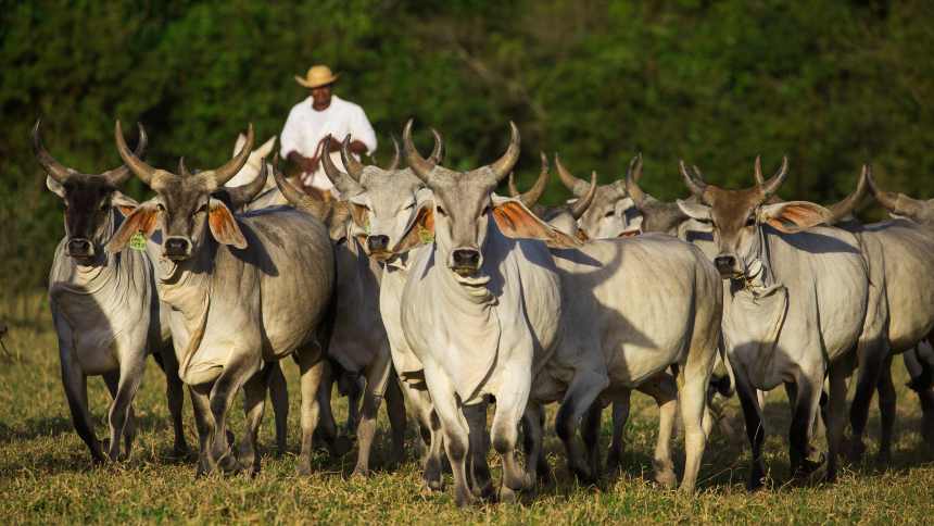 Vetoquinol, de saúde animal, cresce 