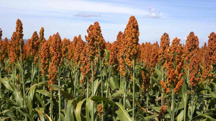 Sorgo torna-se coringa das lavouras e Brasil caminha para ser top 3 na produção global