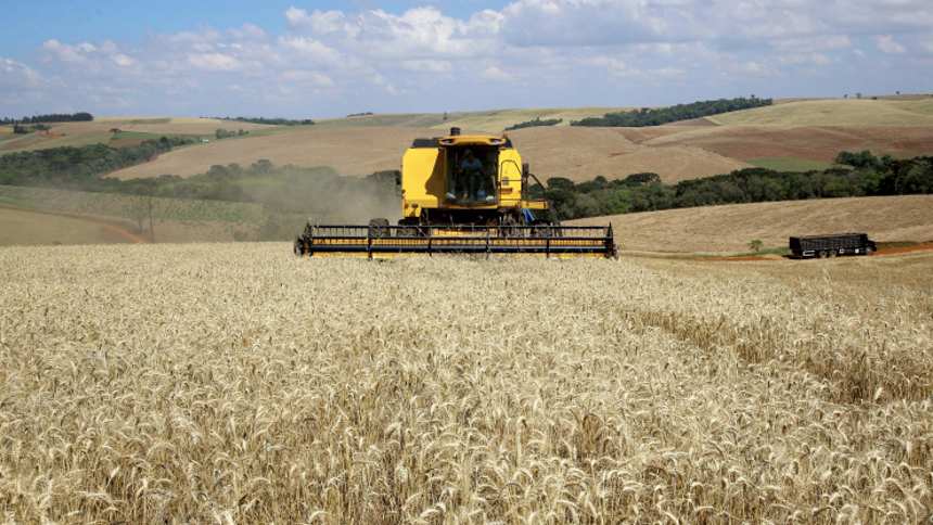 Clima e mercado podem adiar (de novo) o sonho da autossuficiência no trigo