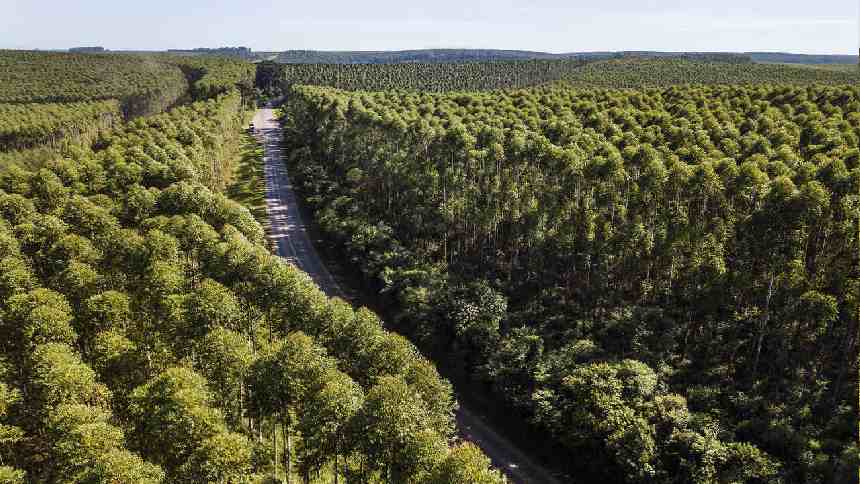 Klabin agrada investidores ao comprar R$ 5,8 bilhões em ativos florestais da Arauco