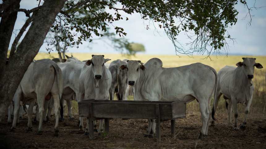 Genial busca R$ 50 milhões para rechear Fiagro e engordar o gado da Nova Fronteira