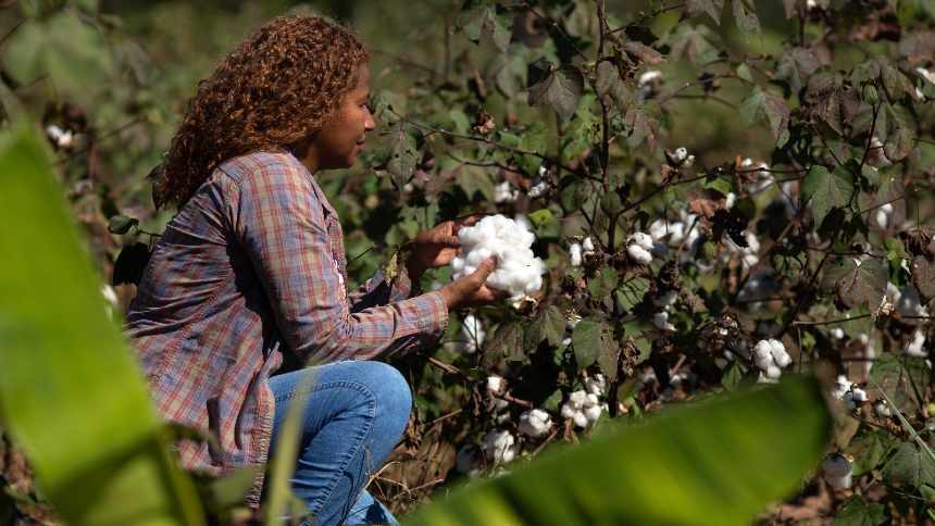 Na “fazenda” da Lojas Renner, algodão se colhe na floresta para virar moda verde