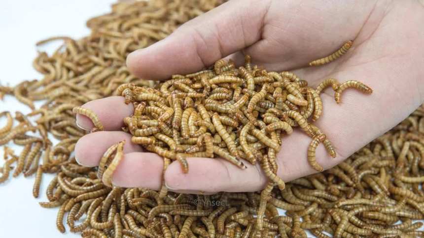 “Fazendas de insetos” já movimentam mais de US$ 1 bilhão e atraem gigantes do agro