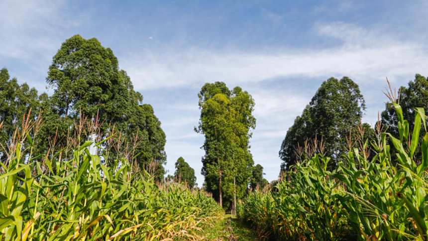 Em parceria com Louis Dreyfus, TNC quer incentivar agricultura regenerativa