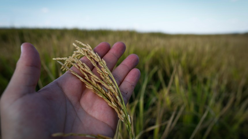Produtores de arroz vivem safra do alívio, com clima e preços a favor