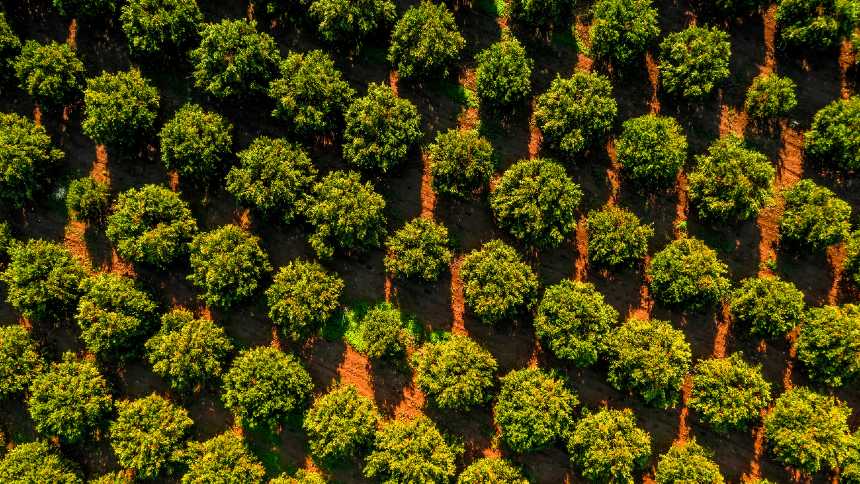 Cutrale investe meio bilhão para driblar o greening e colher laranjas no MS