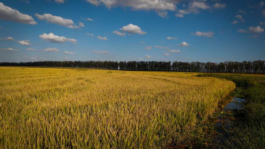 Depois da enchente, a recuperação. Arroz vai ganhar mais espaço na safra gaúcha