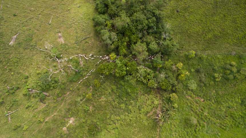 Rio Capim busca R$ 100 milhões em CRAs para escalar pecuária sustentável na Amazônia