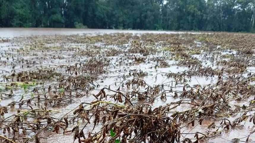 Safras futuras já sofrem efeitos das enxurradas no Rio Grande do Sul