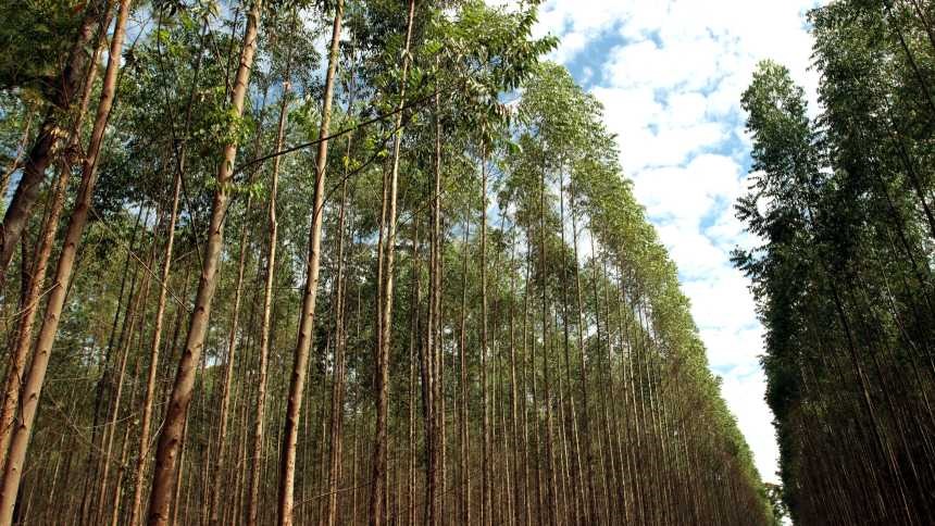 Setor florestal terá ciclo de investimento “ainda maior” que o atual, diz Paulo Hartung