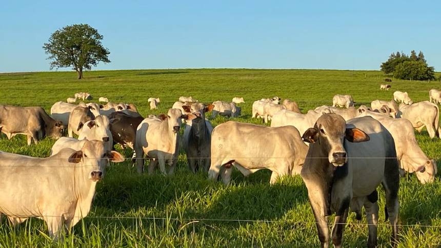 Ameaças reais à implementação da rastreabilidade bovina