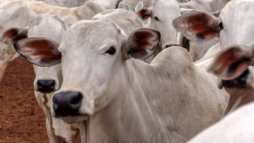 Valorizado, sebo bovino ganha status na pauta de exportação e dobra de preço no Brasil
