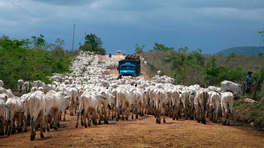 Carne: há um longo caminho entre o pasto e o prato