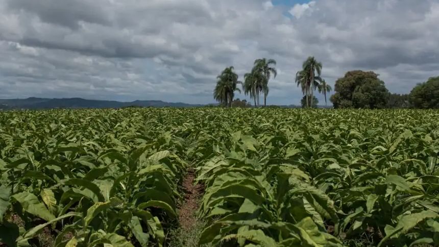 Produção de tabaco ganha terreno no Nordeste, com grandes projetos agrícolas