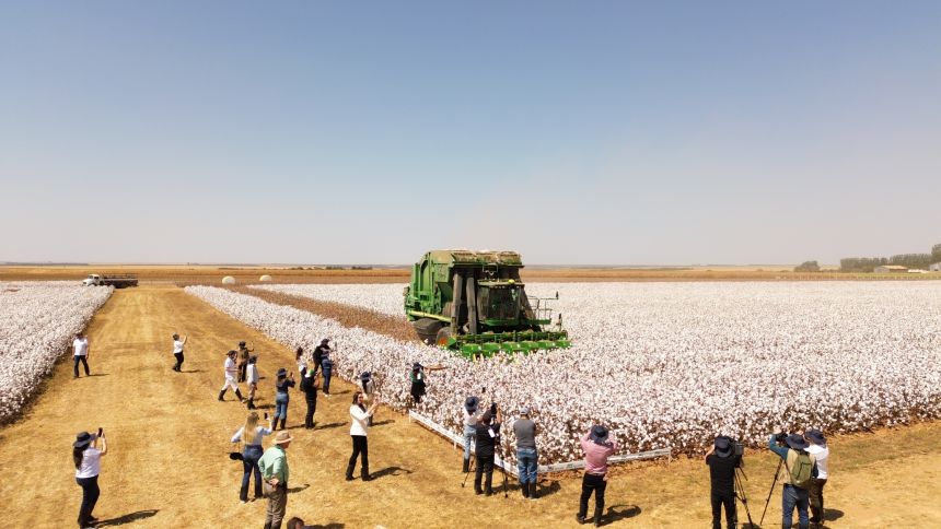 Fazenda mais produtiva da SLC no algodão é também a mais “biológica”