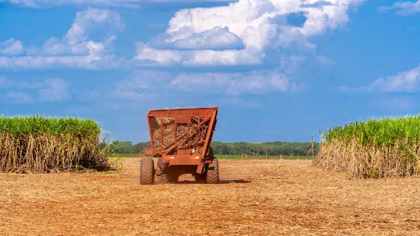 Mercado brasileiro de biomassa pode bater US$ 60 bilhões até 2040, estima Mckinsey