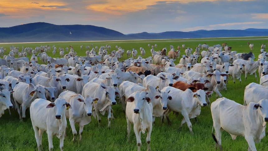 Os melhores ventos na pecuária e o bom exemplo do Pará