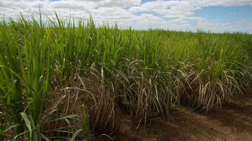 Na balança do açúcar, safra brasileira sobe e preço internacional cai