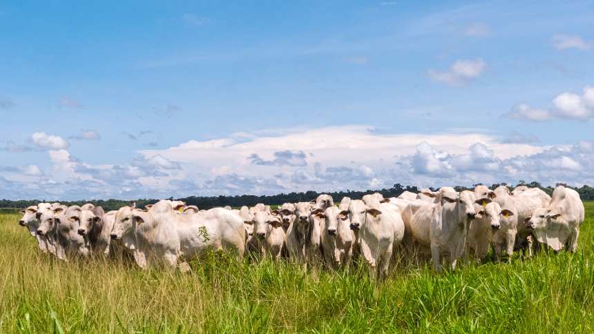 No Bom Futuro, aonde a soja vai, o boi vai atrás. E está pronto para ir além