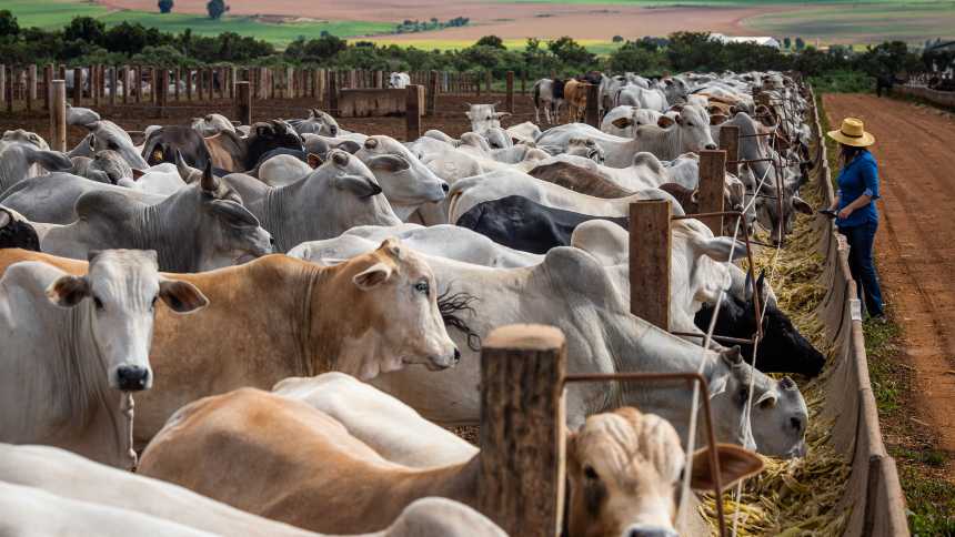 Falta de chuvas arma “bomba relógio agronômica” para a pecuária