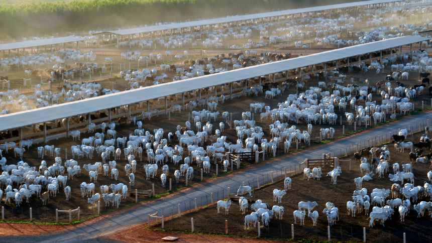 Minerva vê oportunidades com mais boi em campo em 2025. Há controvérsias…