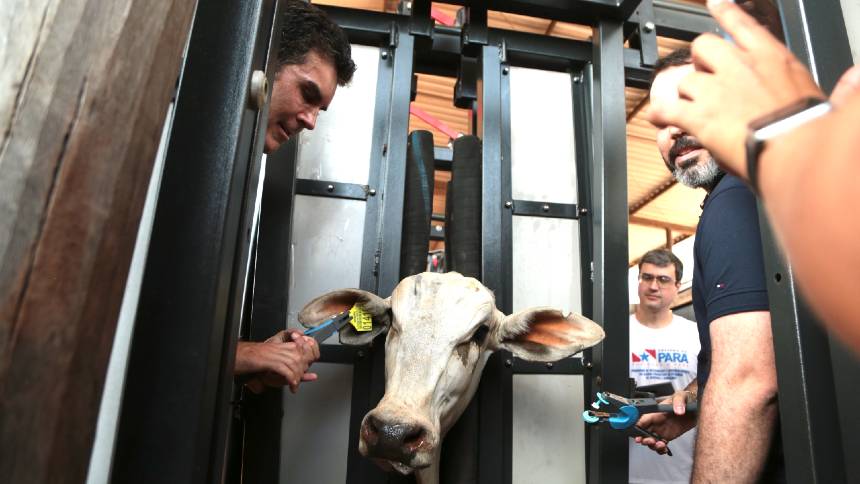 Pará dá a largada na corrida do rastreamento individual do gado. Vai vencer essa maratona?