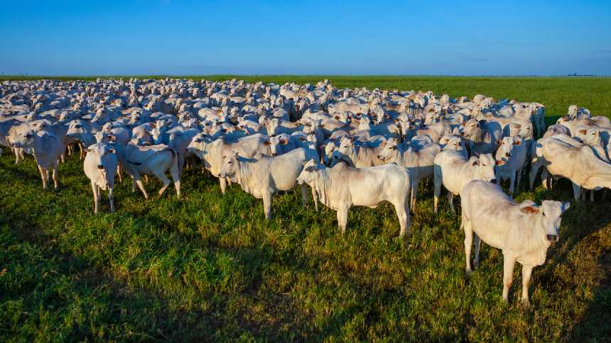 O rebanho bovino brasileiro é menor do que se acredita