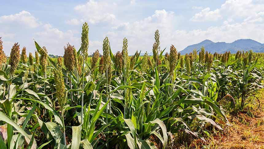 EXCLUSIVO: a união de Latina Seeds e Sementes Santa Fé para dominar o emergente (e bilionário) mercado do sorgo