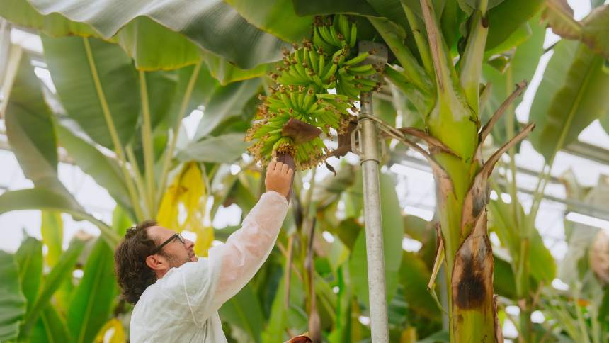 A banana que pode salvar um mercado de US$ 25 bilhões