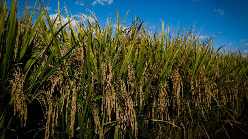 Avanço da nova safra de arroz depende de trégua do clima